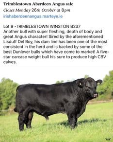 5 Choice Heifers and 6 Select Bulls