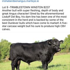 5 Choice Heifers and 6 Select Bulls