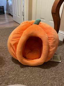 cat bed