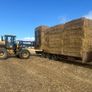 Barley straw 8x4x3 Image 4