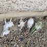 Deer Skull Image 9