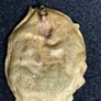 Small Vintage Brass Cherub Wall Hanging/ Plaque Image 2