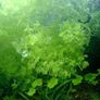 Aquarium plants Image 2