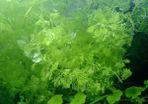 Aquarium plants