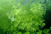 Aquarium plants