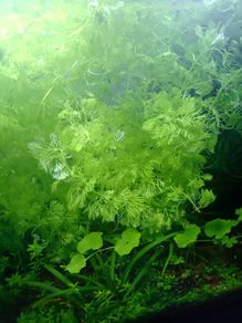 Aquarium plants