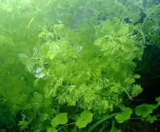 Aquarium plants