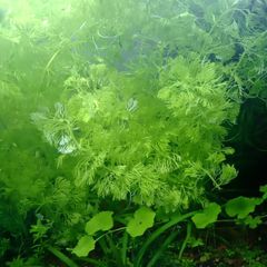 Aquarium plants