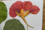 Nasturtium - Pressed Flowers for Crafting: Flowers, Petals, Leaves