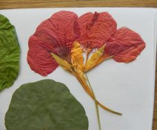 Nasturtium - Pressed Flowers for Crafting: Flowers, Petals, Leaves