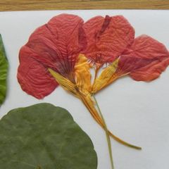 Nasturtium - Pressed Flowers for Crafting: Flowers, Petals, Leaves