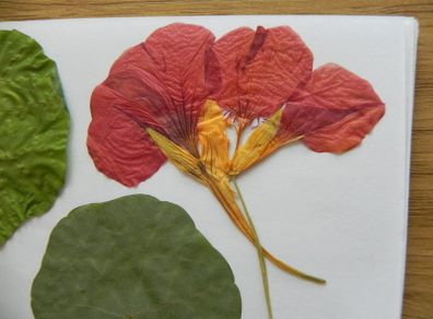 Nasturtium - Pressed Flowers for Crafting: Flowers, Petals, Leaves