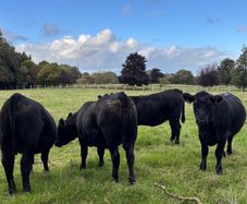 PB Angus Heifer