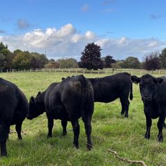 PB Angus Heifer
