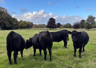 PB Angus Heifer