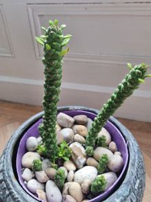 Succulent