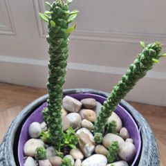 Succulent