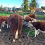 Hereford Bull Image 3