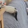 2 Kittens Image 6