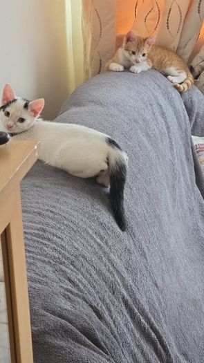 2 Kittens