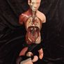 Vintage human anatomical torso model Image 5