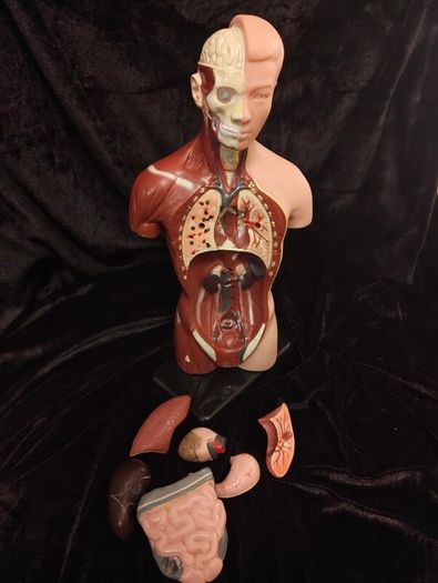Vintage human anatomical torso model