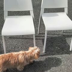 White Chairs