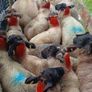 Ewe lambs Image 6