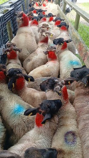 Ewe lambs