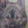 Antique R.A.V Hamilton Norwegian elkhounds oil painting signed kennel club very collectible Image 4