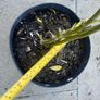 plant Image 5