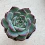 Succulents Image 4