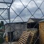 Dog Run Image 5