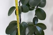 Hoya Australis