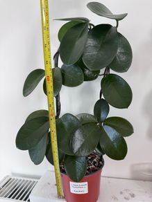Hoya Australis - about 70-80 cm