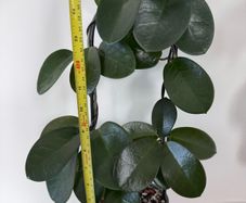 Hoya Australis - about 70-80 cm