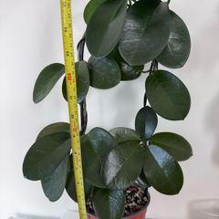 Hoya Australis - about 70-80 cm