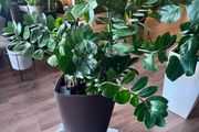 Zamioculcas Zamifolia