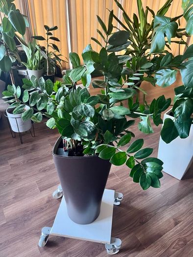 Zamioculcas Zamifolia