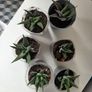 Succulents Image 4