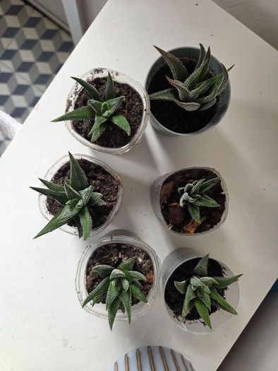 Succulents