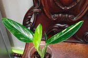Monstera Standleyana Aurea Variegated