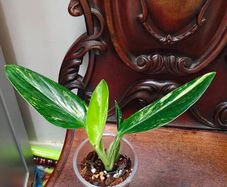Monstera Standleyana Aurea Variegated
