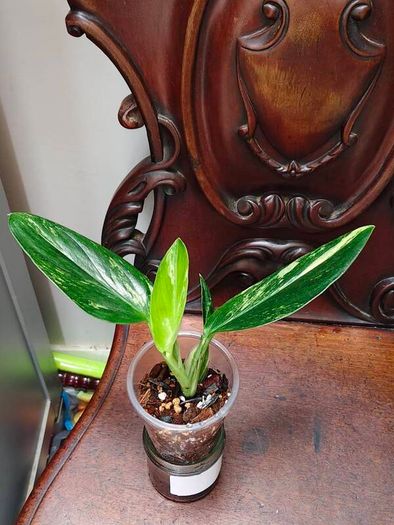 Monstera Standleyana Aurea Variegated