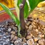No.10 ZZ plant Variegated Image 4