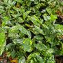 Large Shrubs, Garden Plants Image 2