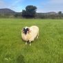 Sheep Image 3