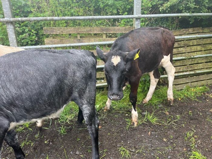 Heifers