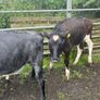 Heifers Image 4