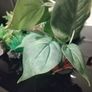 Decorations for Fish Tank Image 10